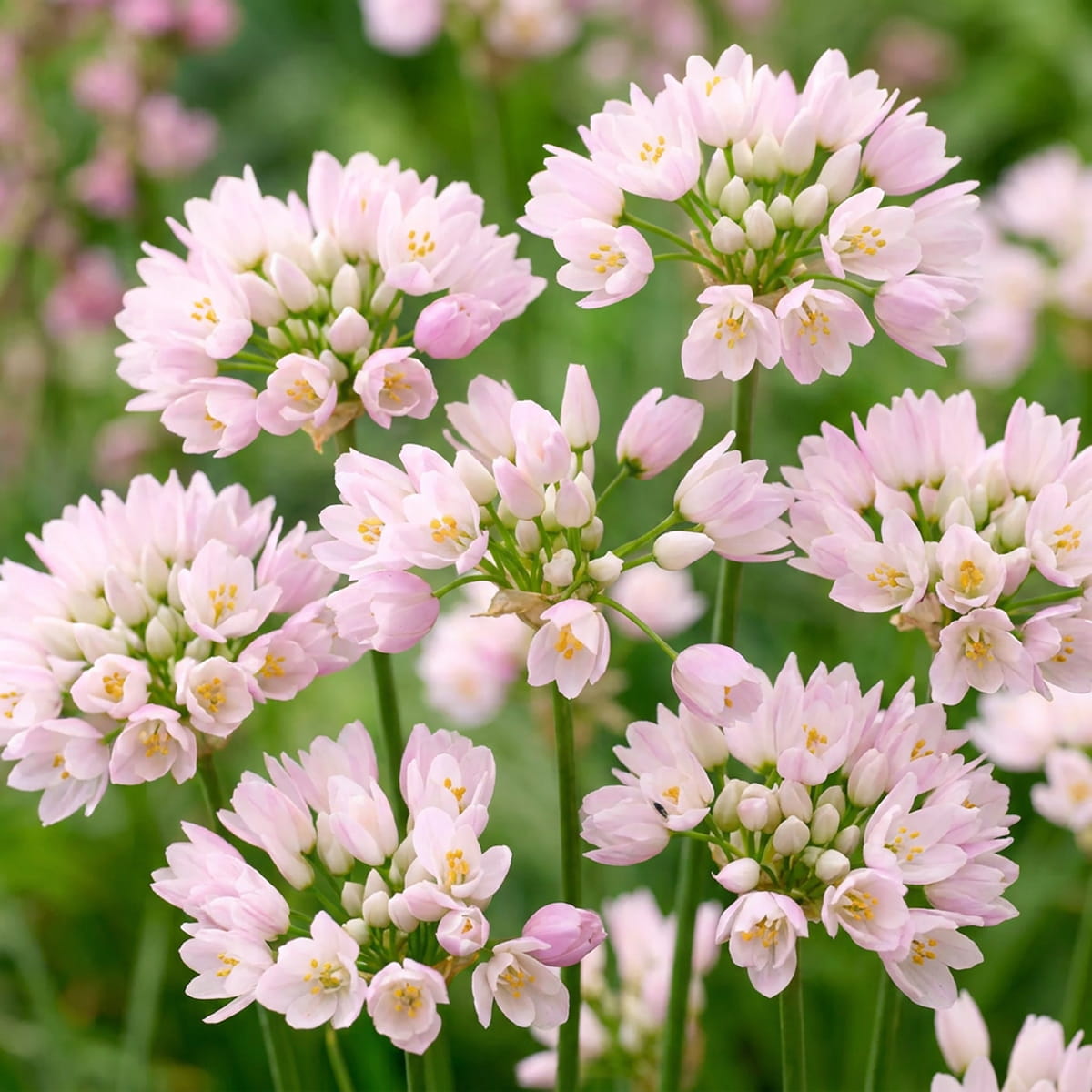 Allium Roseum - for Sale Allium Roseum