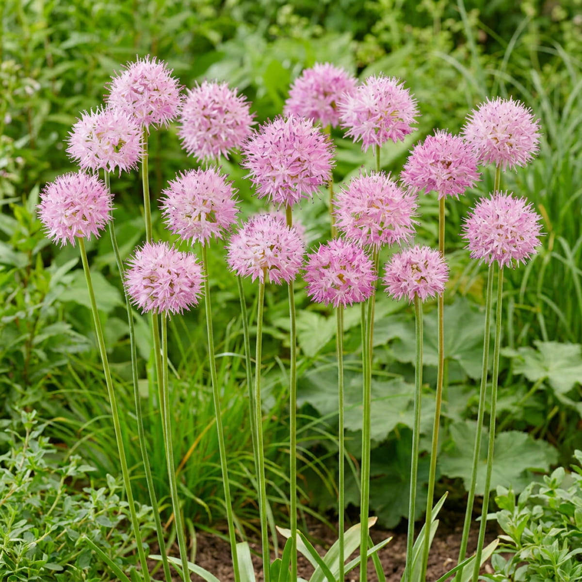 Allium Rosy Dream - for Sale Allium Rosy Dream