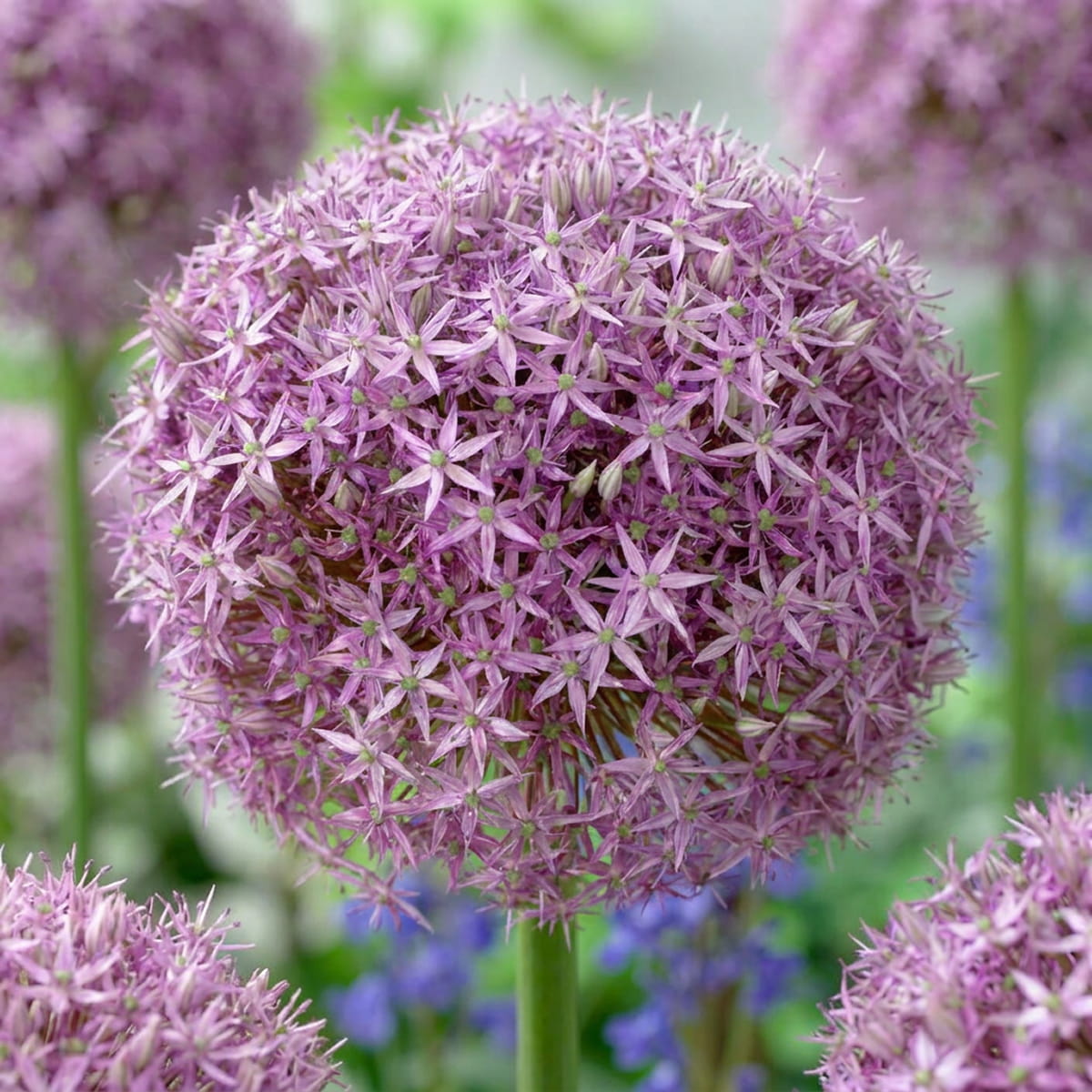 Allium Round and Purple - for Sale Allium Round and Purple