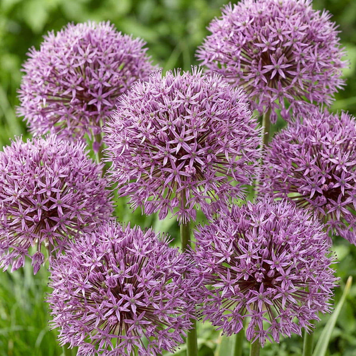 Allium Round and Purple - for Sale Allium Round and Purple
