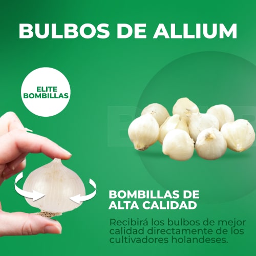 Allium Ping Pong - for Sale Allium Ping Pong
