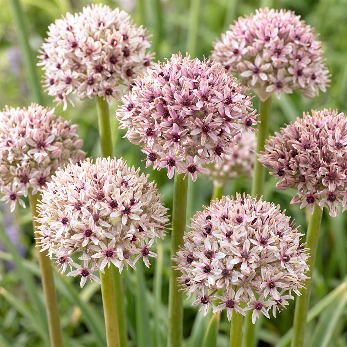 Allium Silverspring - for Sale Allium Silverspring