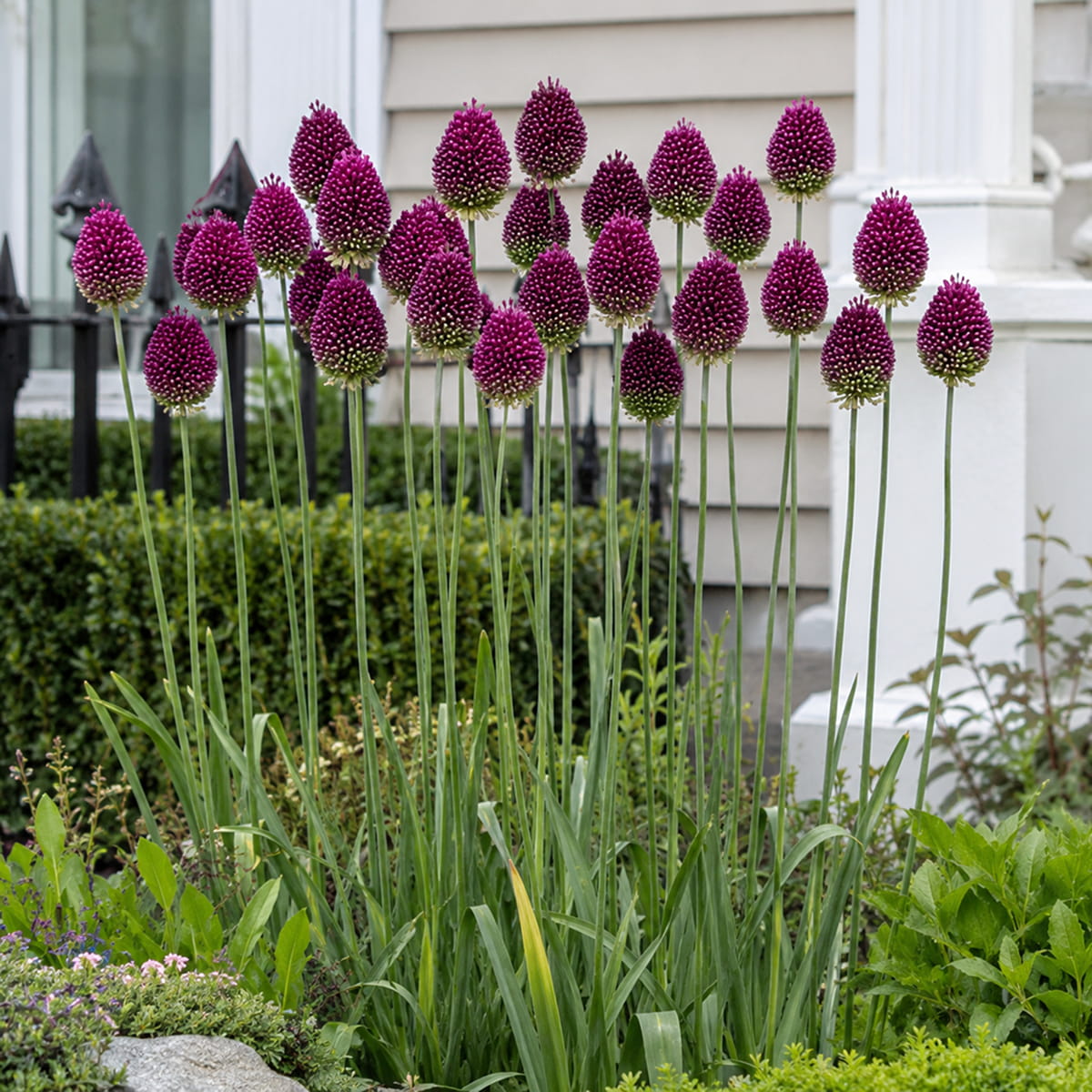 Allium Sphaerocephalon - for Sale Allium Sphaerocephalon