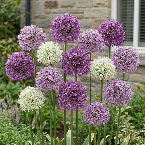 Allium Stipitatum Collection - for Sale Allium Stipitatum Collection
