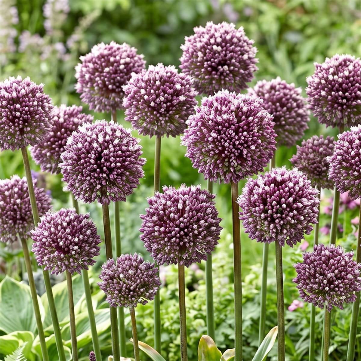Allium Summer Drummer - for Sale Allium Summer Drummer