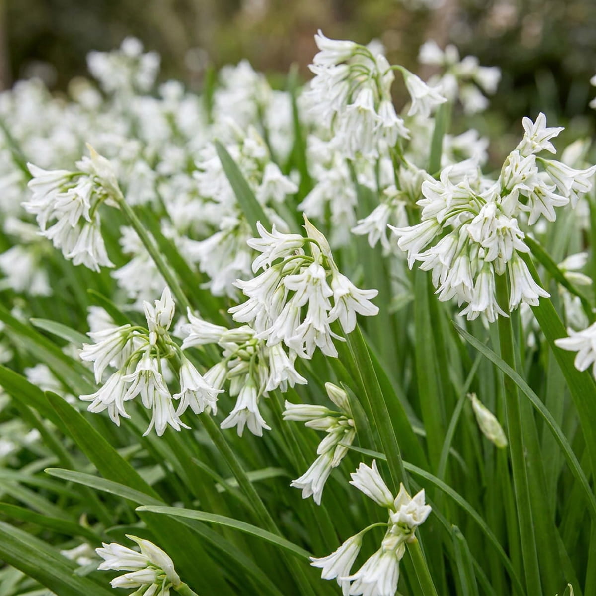 Allium Triquetrum - for Sale Allium Triquetrum