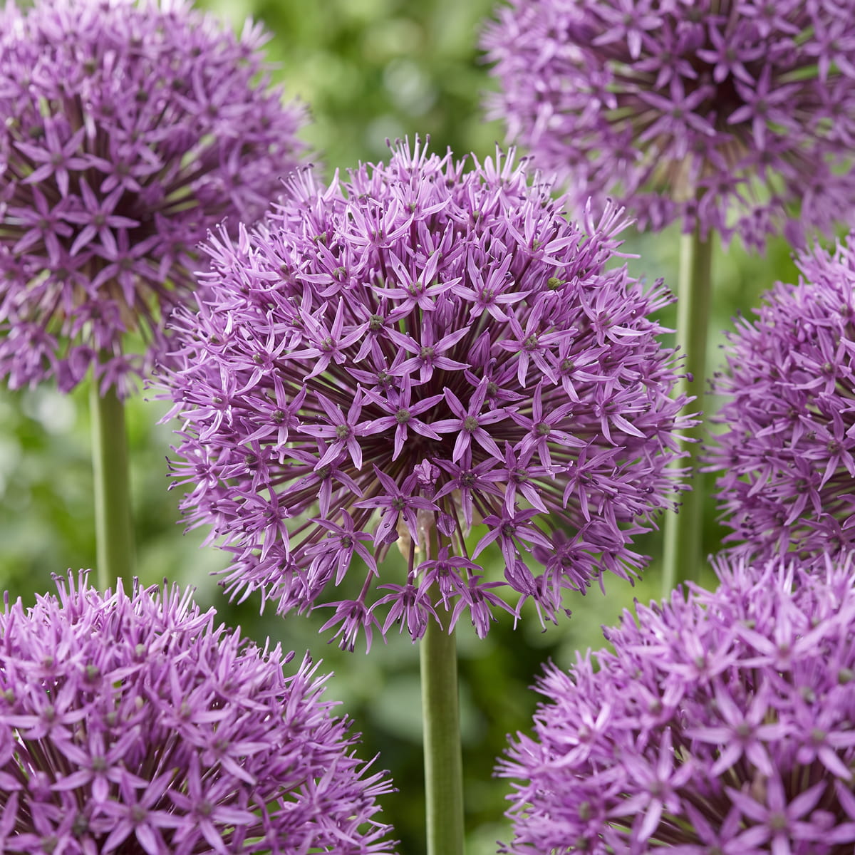 Allium Universe - for Sale Allium Universe