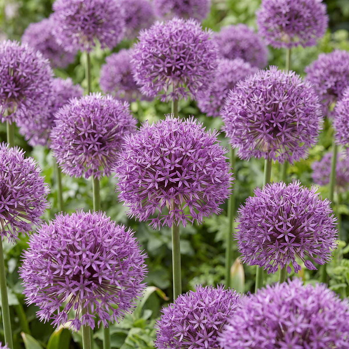 Allium Universe - for Sale Allium Universe