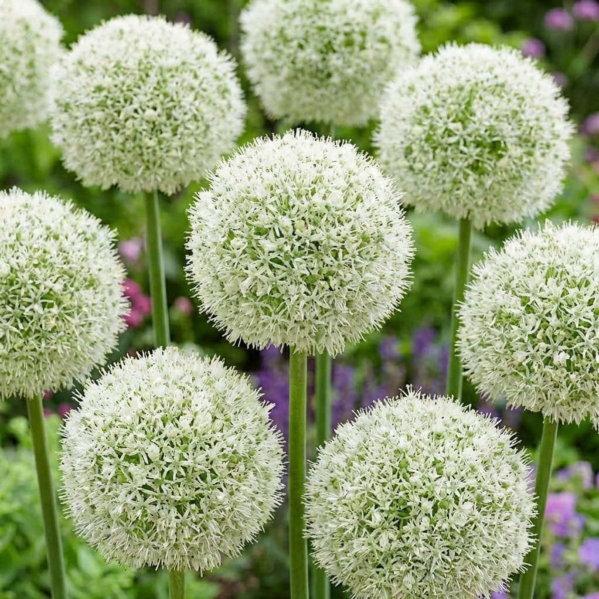 Allium White Giant - for Sale Allium White Giant