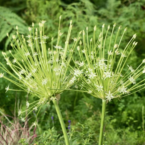 Allium Arctic Snow - for Sale Allium Arctic Snow