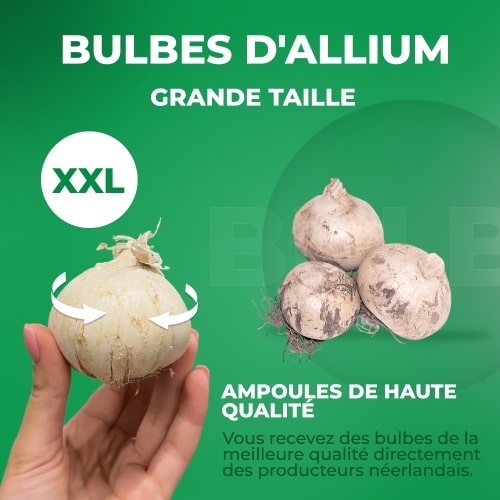 Allium Magic - for Sale Allium Magic