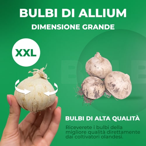 Allium Magic - for Sale Allium Magic