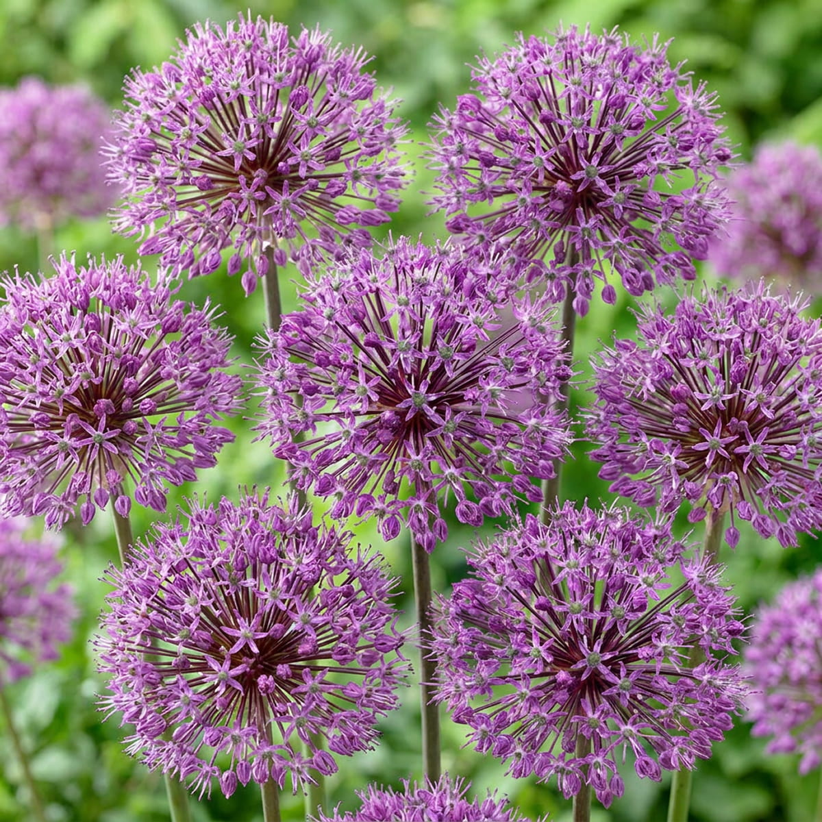 Allium Venus - for Sale Allium Venus