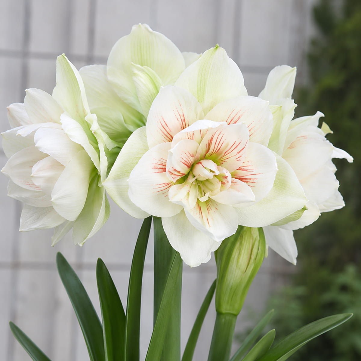 Amaryllis (Hippeastrum) NYMPH - for Sale Amaryllis (Hippeastrum) NYMPH