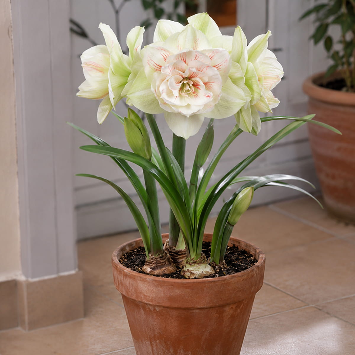 Amaryllis (Hippeastrum) NYMPH - for Sale Amaryllis (Hippeastrum) NYMPH