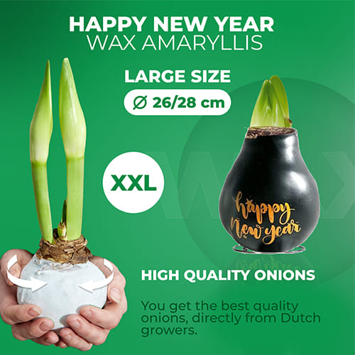 Wax Amaryllis Happy New Year Bulb - for Sale Wax Amaryllis Happy New Year Bulb