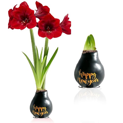 Wax Amaryllis Happy New Year Bulb - for Sale Wax Amaryllis Happy New Year Bulb