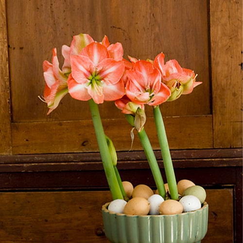 Amaryllis (Hippeastrum) Faro - for Sale Amaryllis (Hippeastrum) Faro