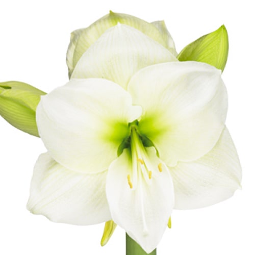 Amaryllis (Hippeastrum) White Sensation - for Sale Amaryllis (Hippeastrum) White Sensation