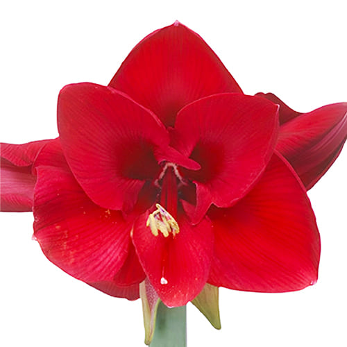 Amaryllis Baton Rouge - for Sale Amaryllis Baton Rouge