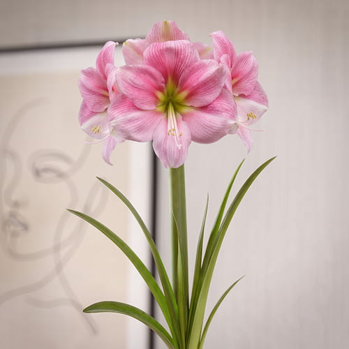 Amaryllis (Hippeastrum) Blushing Bride - for Sale Amaryllis (Hippeastrum) Blushing Bride