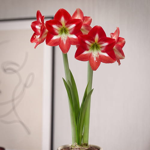 Amaryllis (Hippeastrum) Bright Spark - for Sale Amaryllis (Hippeastrum) Bright Spark