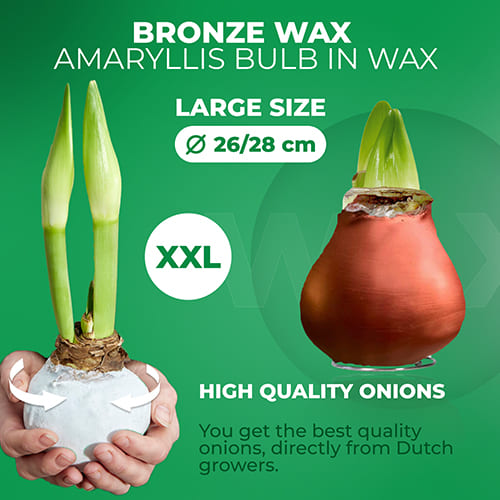 WAX Bronze Amaryllis Bulb 2 Large Bulbs - for Sale WAX Bronze Amaryllis Bulb 2 Large Bulbs