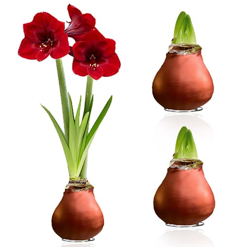 WAX Bronze Amaryllis Bulb 2 Large Bulbs - for Sale WAX Bronze Amaryllis Bulb 2 Large Bulbs