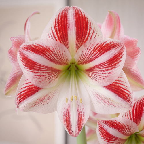 Amaryllis (Hippeastrum) Caramba - for Sale Amaryllis (Hippeastrum) Caramba