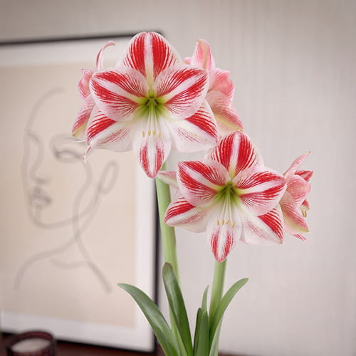 Amaryllis (Hippeastrum) Caramba - for Sale Amaryllis (Hippeastrum) Caramba