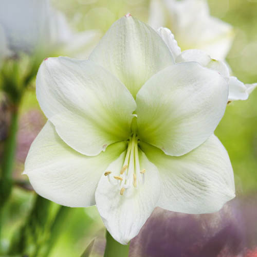 Amaryllis (Hippeastrum) Challenger - for Sale Amaryllis (Hippeastrum) Challenger