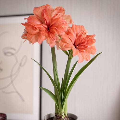 Amaryllis (Hippeastrum) Coral Belle - for Sale Amaryllis (Hippeastrum) Coral Belle