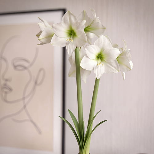 Amaryllis (Hippeastrum) Costa Blanca - for Sale Amaryllis (Hippeastrum) Costa Blanca