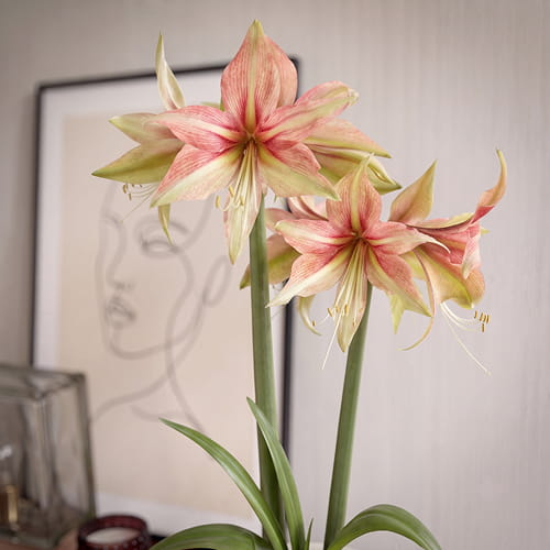 Amaryllis (Hippeastrum) Dance Valley - for Sale Amaryllis (Hippeastrum) Dance Valley