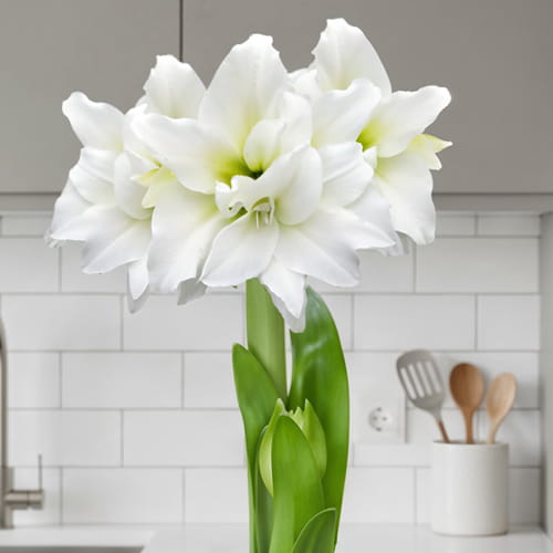 Amaryllis (Hippeastrum) Double White - for Sale Amaryllis (Hippeastrum) Double White