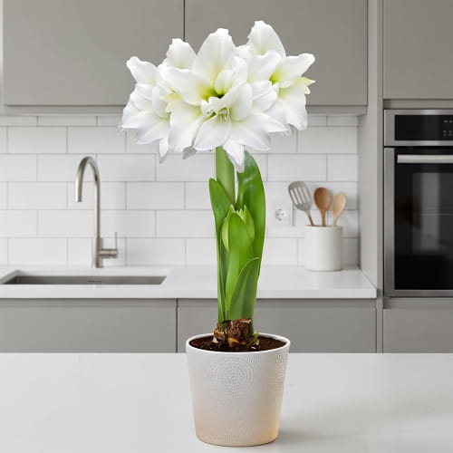 Amaryllis (Hippeastrum) Double White - for Sale Amaryllis (Hippeastrum) Double White