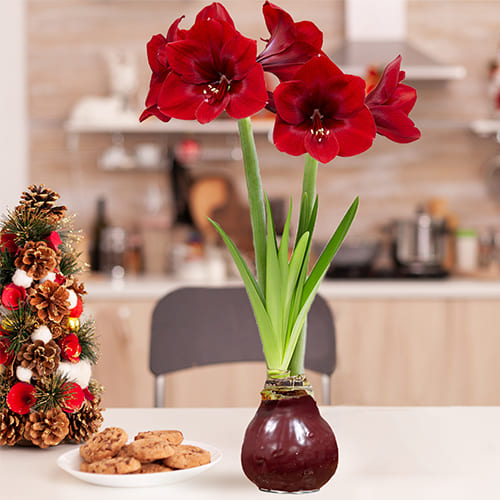 Dutch Bulbs Dark Red Wax Amaryllis Bulbs, 2 Wax Flower Bulbs - for Sale Dutch Bulbs Dark Red Wax Amaryllis Bulbs, 2 Wax Flower Bulbs