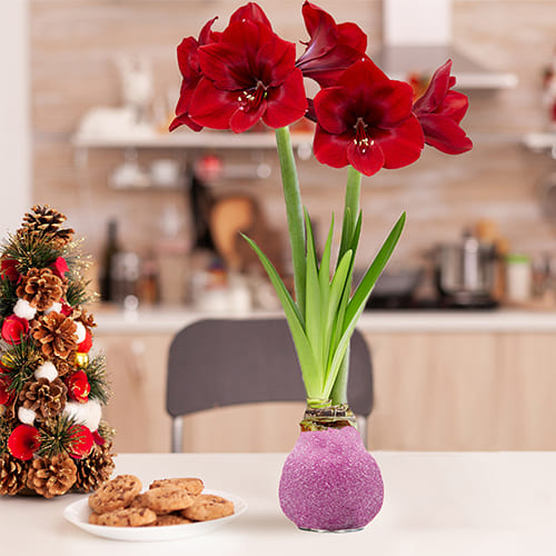 Dutch Bulbs Glitter Pink Wax Amaryllis Bulbs, 2 Wax Flower Bulbs - for Sale Dutch Bulbs Glitter Pink Wax Amaryllis Bulbs, 2 Wax Flower Bulbs
