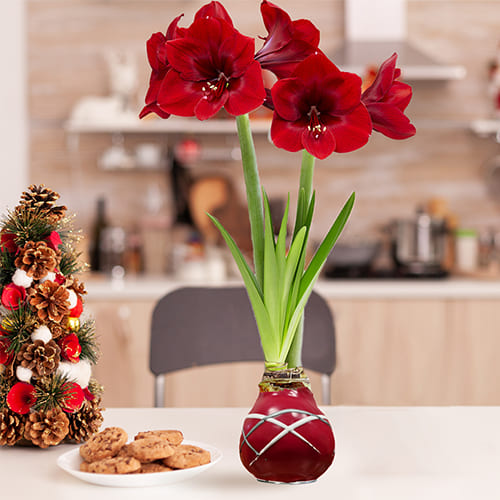 Dutch Bulbs Striped Red Wax Amaryllis Bulbs, 2 Wax Flower Bulbs - for Sale Dutch Bulbs Striped Red Wax Amaryllis Bulbs, 2 Wax Flower Bulbs