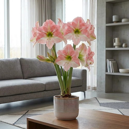 Amaryllis (Hippeastrum) Darling - for Sale Amaryllis (Hippeastrum) Darling