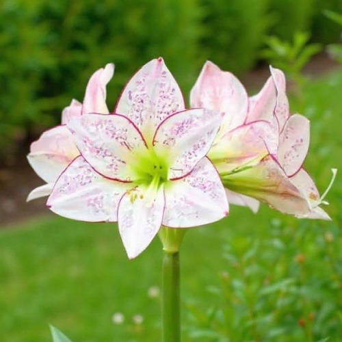 Amaryllis (Hippeastrum) 1000 Stars - for Sale Amaryllis (Hippeastrum) 1000 Stars