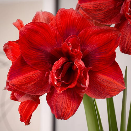 Amaryllis/Hippeastrum #28 (Symphony/Hadeco) - for Sale Amaryllis/Hippeastrum #28 (Symphony/Hadeco)