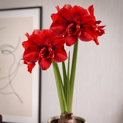 Amaryllis/Hippeastrum #28 (Symphony/Hadeco) - for Sale Amaryllis/Hippeastrum #28 (Symphony/Hadeco)