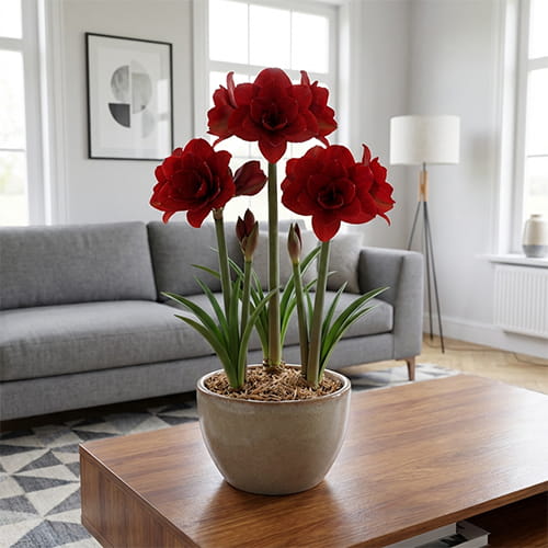 Amaryllis (Hippeastrum) Aladdin - for Sale Amaryllis (Hippeastrum) Aladdin