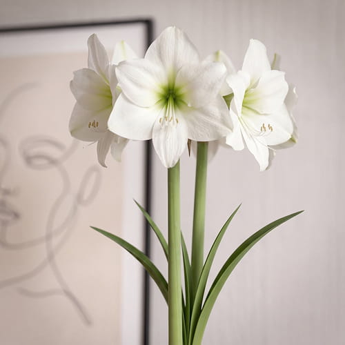 Amaryllis (Hippeastrum) Albarino - for Sale Amaryllis (Hippeastrum) Albarino