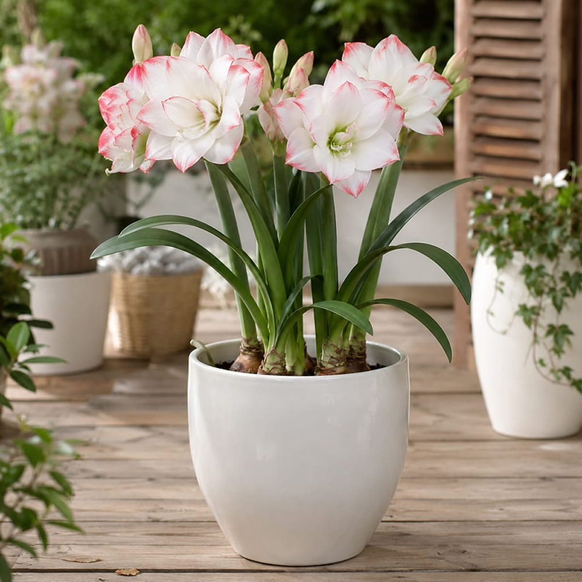 Amaryllis (Hippeastrum) Amadeus Candy - for Sale Amaryllis (Hippeastrum) Amadeus Candy