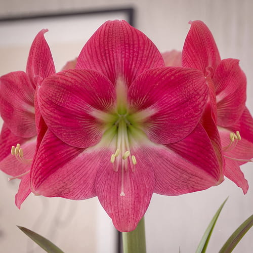 Amaryllis (Hippeastrum) Amalfi - for Sale Amaryllis (Hippeastrum) Amalfi