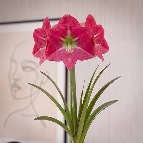 Amaryllis (Hippeastrum) Amalfi - for Sale Amaryllis (Hippeastrum) Amalfi
