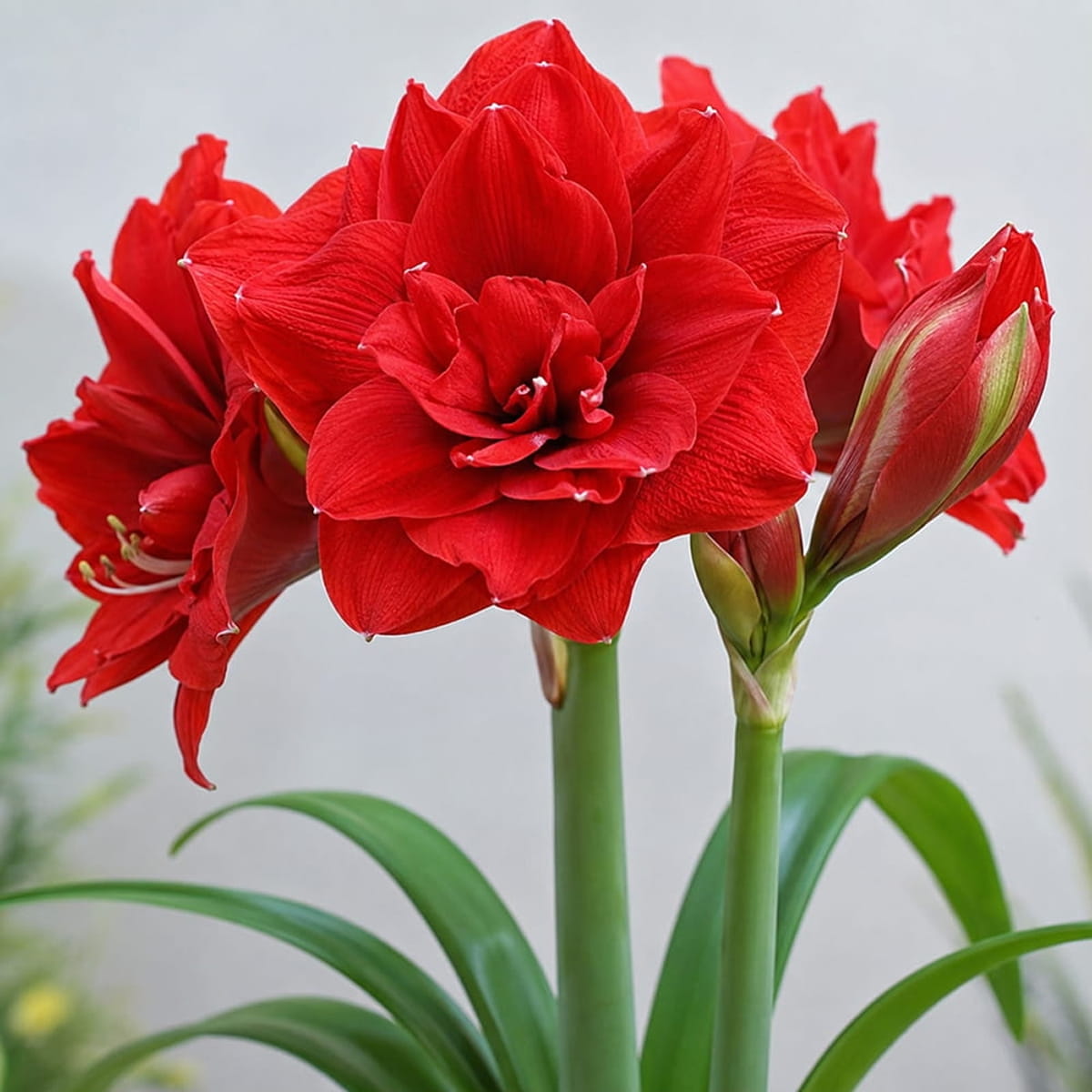 Amaryllis (Hippeastrum) Amarantia - for Sale Amaryllis (Hippeastrum) Amarantia