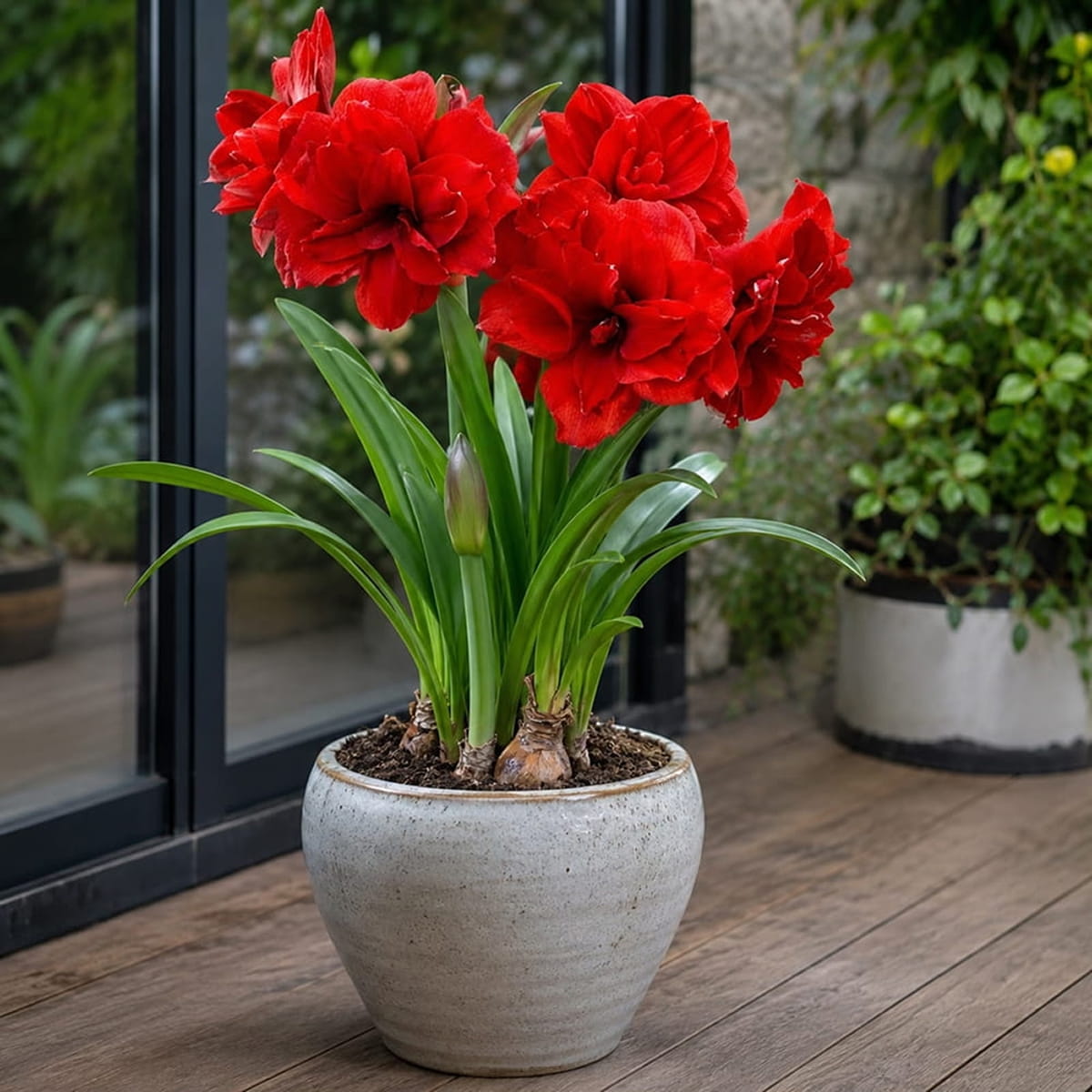Amaryllis (Hippeastrum) Amarantia - for Sale Amaryllis (Hippeastrum) Amarantia